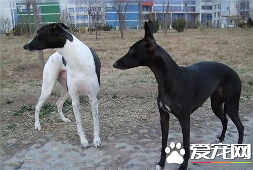 有闭灵缇犬的训法 灵缇犬的几种熟习方式