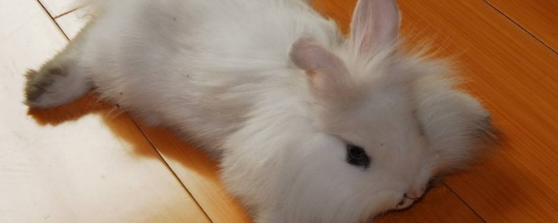 小白兔喜好吃什么物品