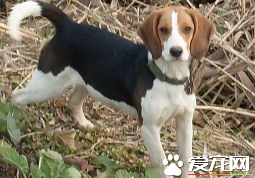 怎样样练习比格犬打猎 不妨运用美食去诱导