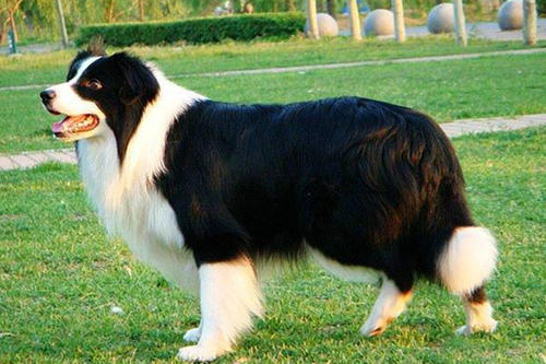 边境牧羊犬多大的时候可以吃肉？