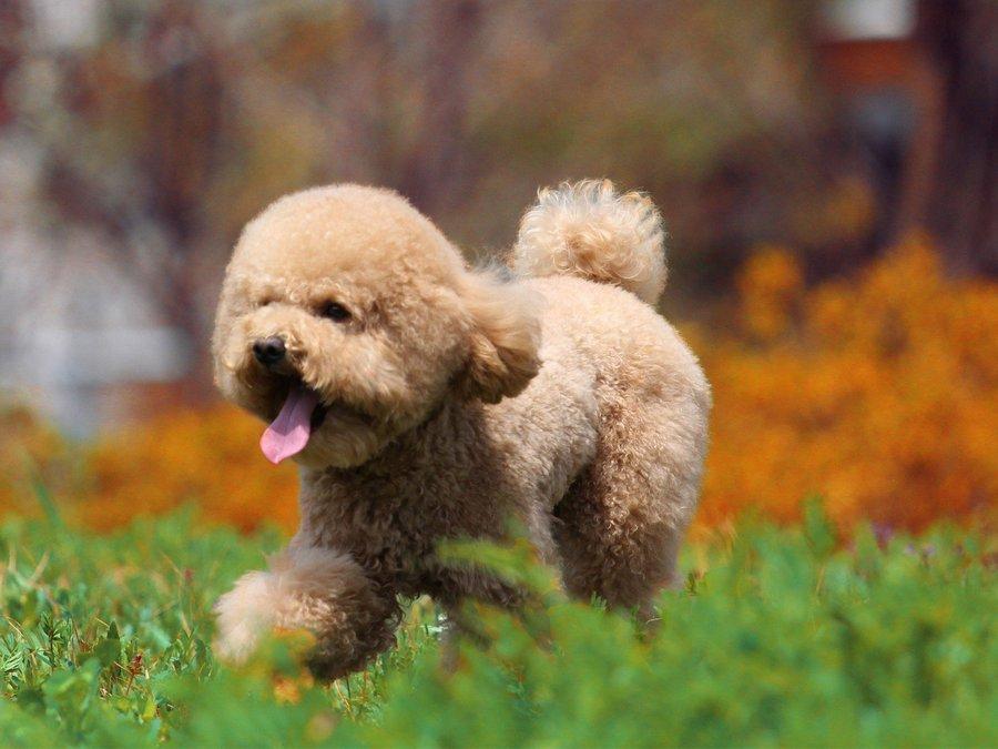 泰迪犬这4个部位，频繁清洗威胁健康，不少人做过！