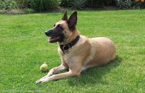 比利时玛利诺犬的特点 优秀的家庭伴侣犬