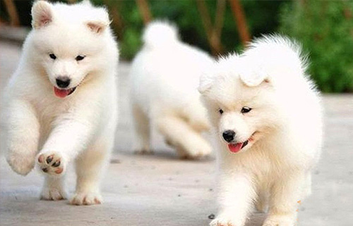 爱斯基摩犬的特征 人类的得力助手
