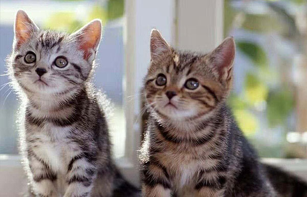 小猫咪品种有什么？