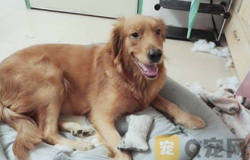 我家小狗骨折了怎么办？该如何处理