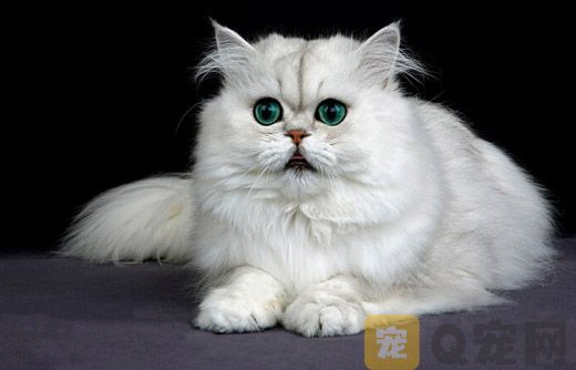 波斯猫洗澡的时候注意什么问题？