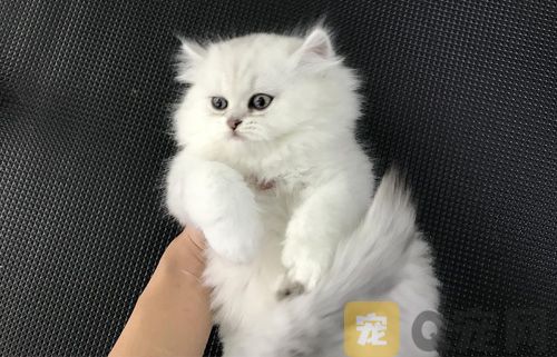 畜牧行业算个啥？活体猫咪才赚钱！