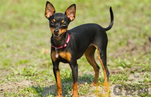 小鹿犬怎样训练它听话