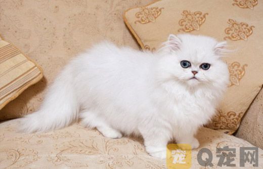 金吉拉猫的日常美容知识