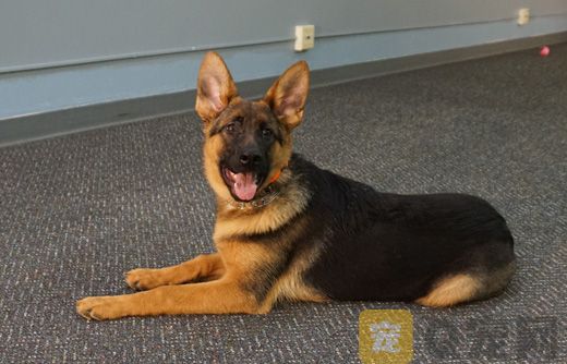 怎样让狗有一身好毛?