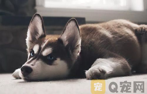 购买哈士奇后要注意什么