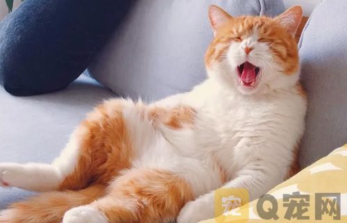 发现猫咪身上有跳蚤怎么办？