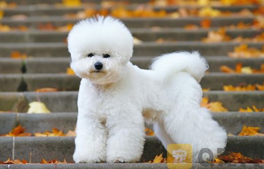 比熊犬洗澡需要注意什么？