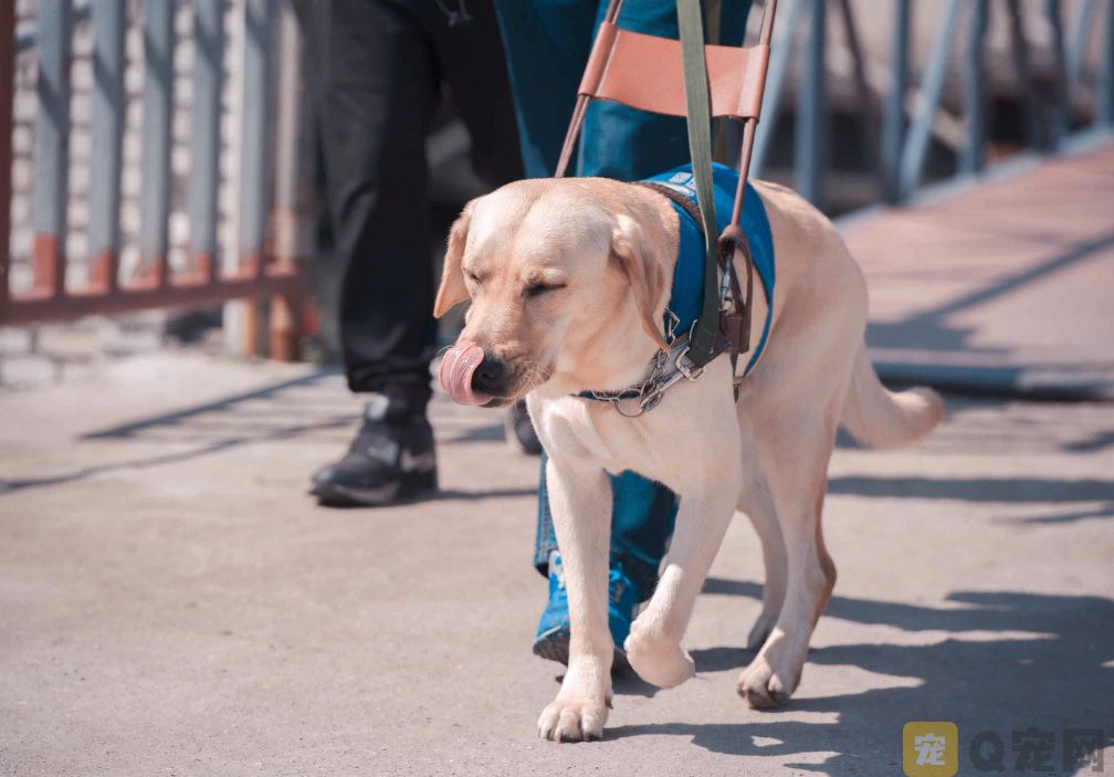 导盲犬带吃货主人吃火锅，结果你猜不到
