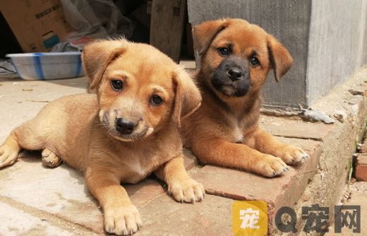 多地宣布对中华田园犬解除禁养