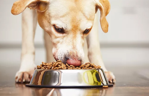 如何纠正狗狗护食的习惯