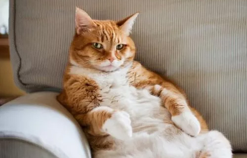 如何对待咬人的猫咪纠正训练