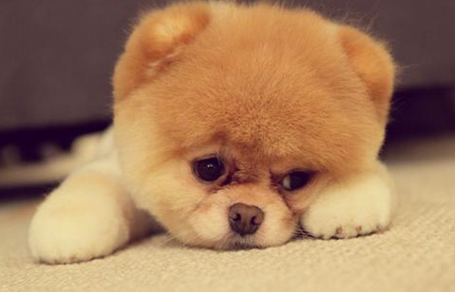 博美犬爱叫怎么训练?