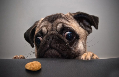 在户外时怎么控制狗狗不让它乱拣东西吃？