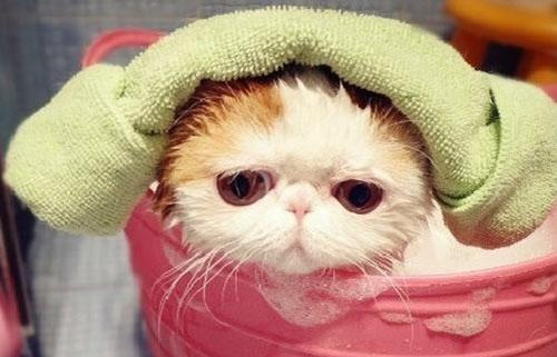 小Q告诉你猫咪洗澡多久一次