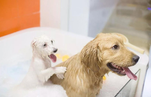 给狗狗洗澡的正确方式及注意事项