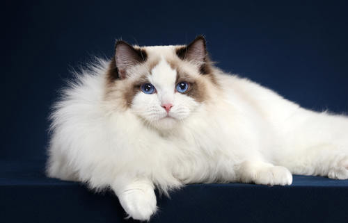 布偶猫发亲期能不能做绝育手术吗?