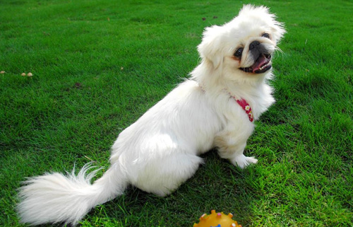 受人喜爱的中国宠物狗，第一种摸起来舒服，第二种越来越受重视