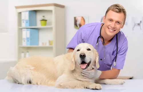 狗狗急性胃炎原因|诊断|预防及治疗方法