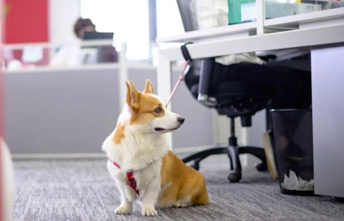 你有想过把宠物带入工作场所带来哪些好处吗？