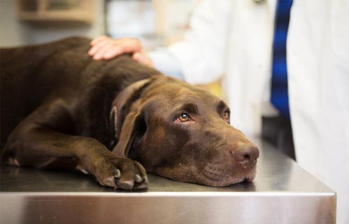 犬布鲁氏杆菌病原因|诊断|预防及治疗方法