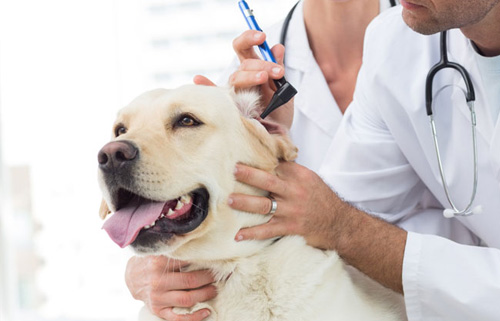 狗狗脊椎受伤的症状及治疗方法