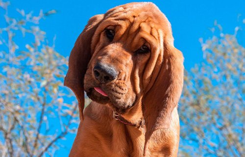 如何挑选寻血猎犬 拥有很多显著的特点