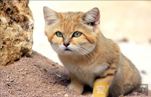 沙丘猫 全世界最小的猫品种(图2)