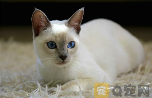 暹罗猫是最忠诚的猫吗？