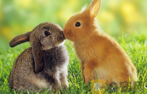 兔子的种类有哪些？