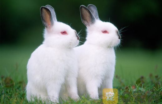 侏儒海棠兔的寿命可以活多久(图1)