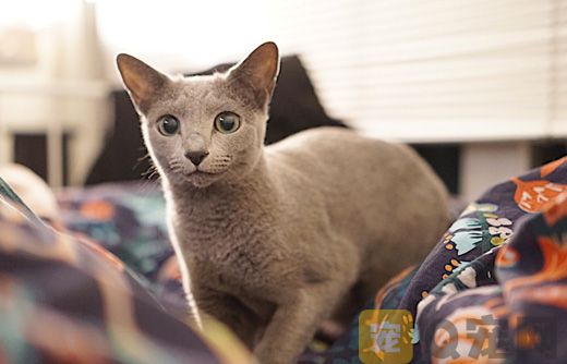 俄罗斯蓝猫多少钱一只？