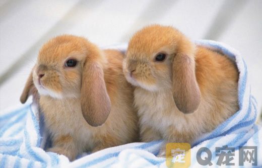 兔几的可爱萌萌哒图片