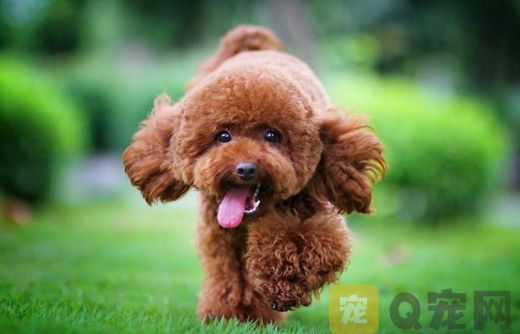 玩具贵宾犬价格多少钱 ？