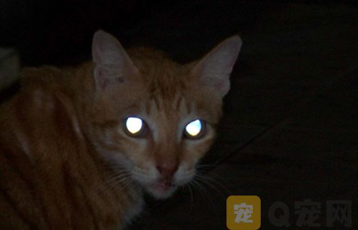 为什么猫的眼睛晚上会发亮？
