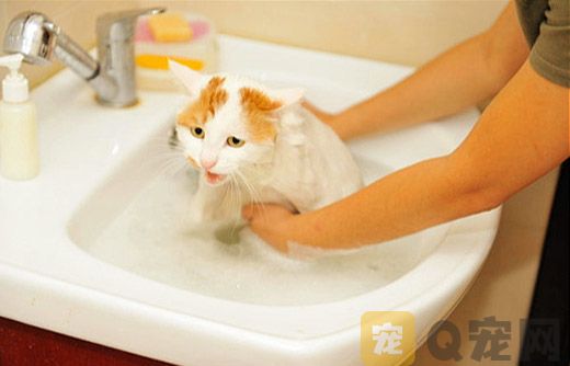 在家给猫咪洗澡的那些事你真都知道吗 ——除了防着凉、用专用沐浴露
