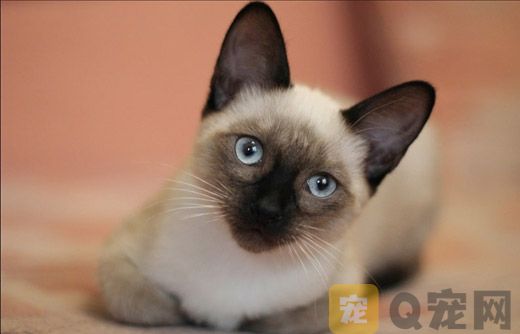宠物猫美容需要筹备什么工具？