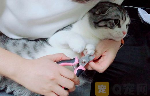 如何给小猫咪剪指甲？