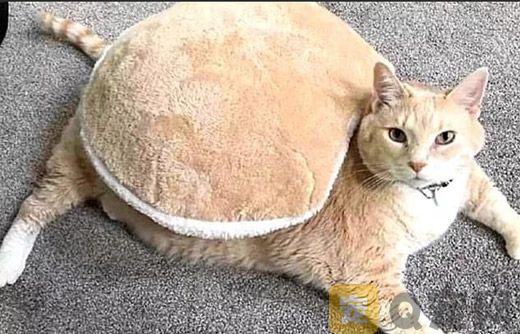 冬季了，宠物猫美容打扮有讲究