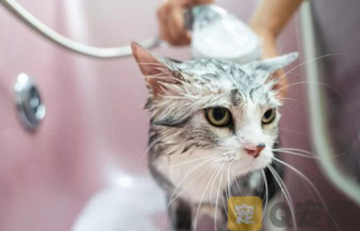 猫咪怀孕期间可以洗澡吗？