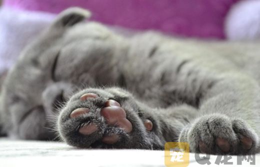 给猫咪足部护理的方法有哪些？