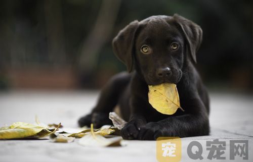 宠物狗狗可以吃火腿肠的吗？