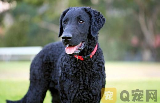 卷毛寻回犬捡东西如何训练 卷毛寻回犬捡东西训练教程