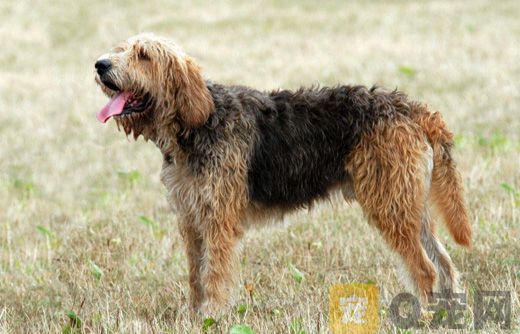 奥达猎犬坏习惯怎么纠正 猎水獭犬坏习惯纠正训练教程