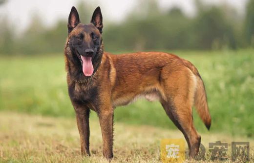 怎么训练马里努阿犬站立 马里努阿犬站立训练心得